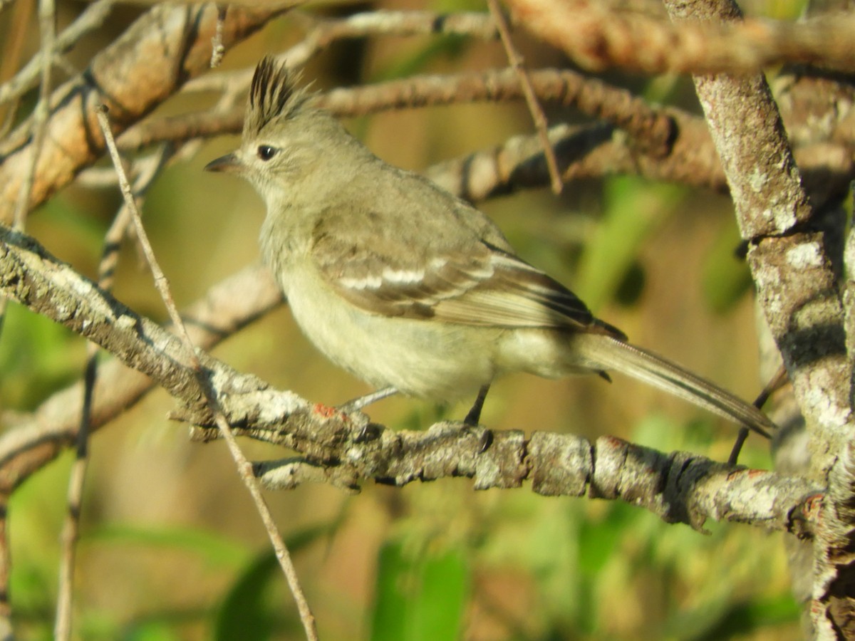 Plain-crested Elaenia - ML641338600