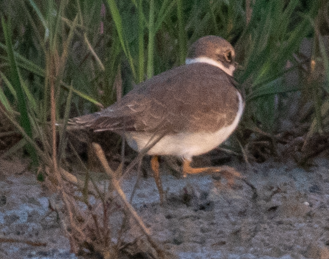 Little Ringed Plover - ML641338601