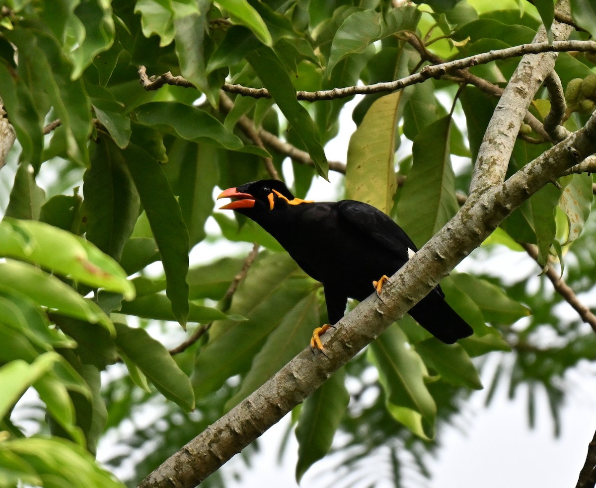 Common Hill Myna - ML641338605