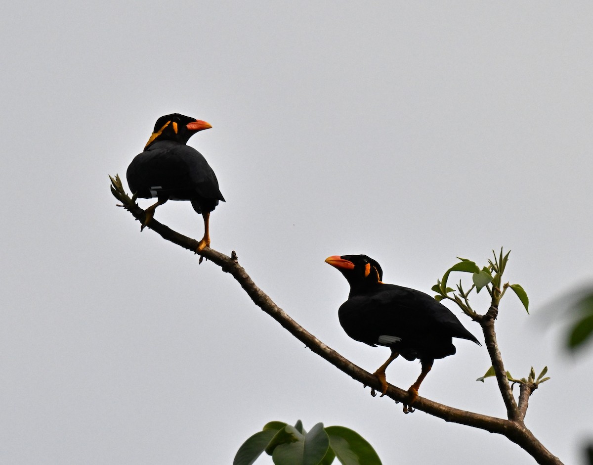 Common Hill Myna - ML641338606