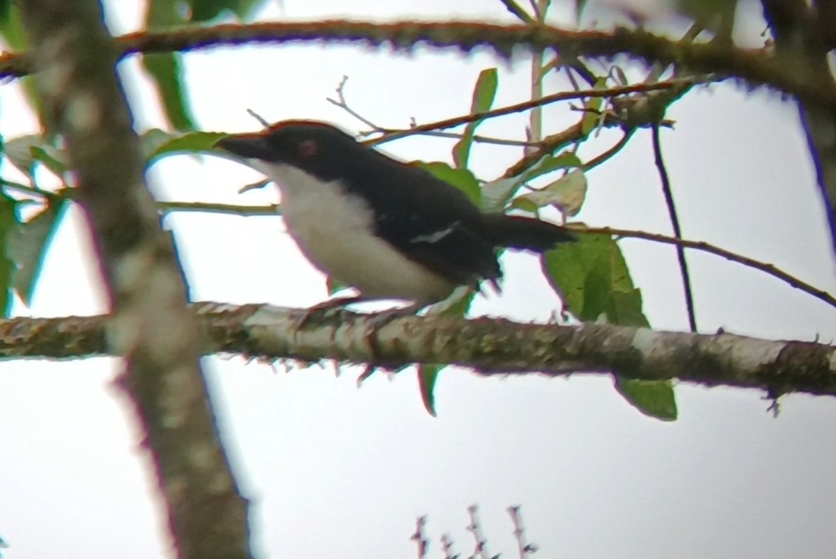 Great Antshrike - ML641338611