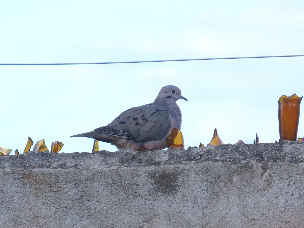 Eared Dove - ML641338623