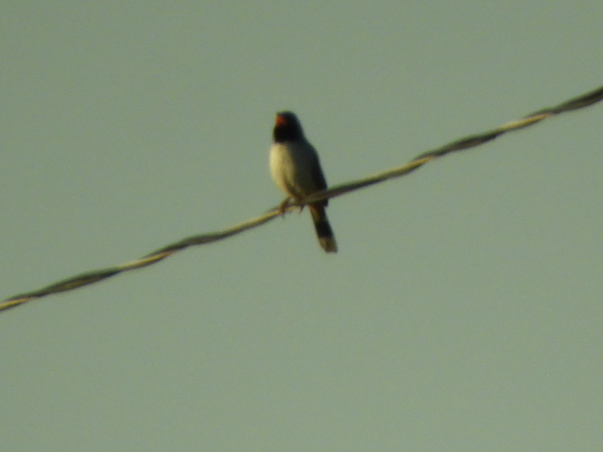 Black-throated Saltator - ML641338632