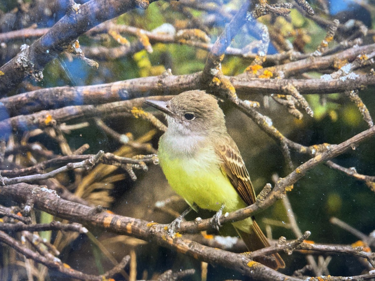 Great Crested Flycatcher - ML641338677