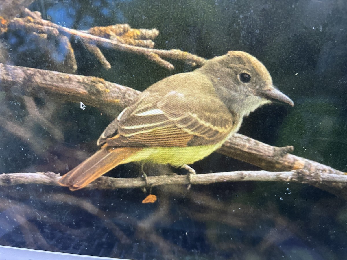 Great Crested Flycatcher - ML641338694