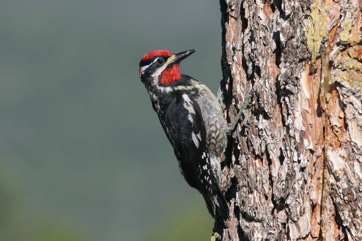 Red-naped Sapsucker - Mark Chavez