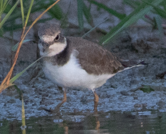 Little Ringed Plover - ML641338720