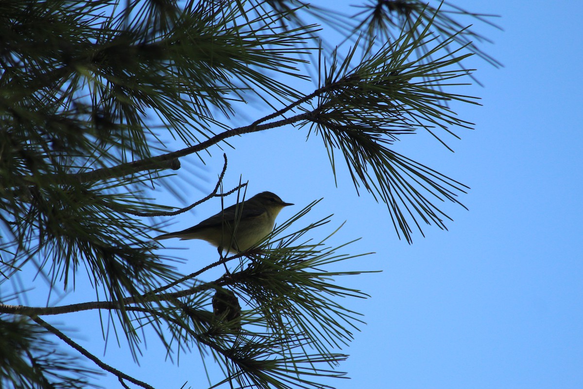 Willow Warbler - ML641338723
