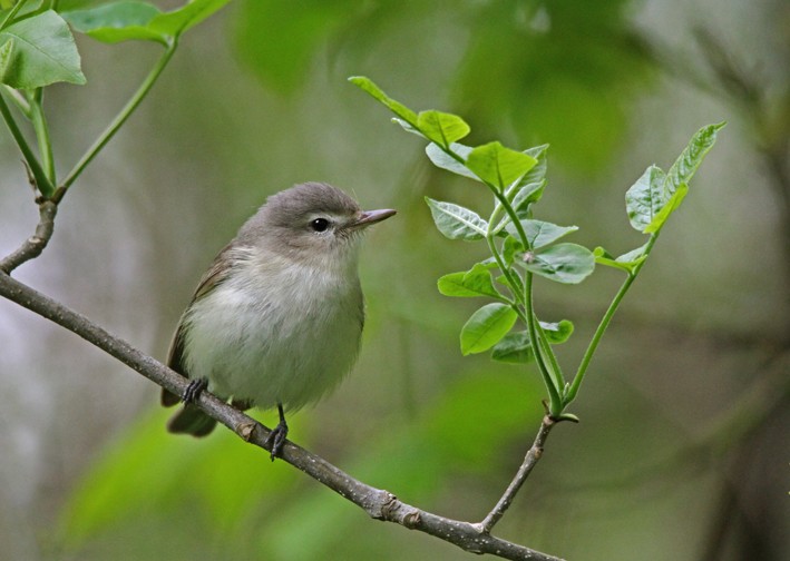 Warbling Vireo (Eastern) - ML641338748