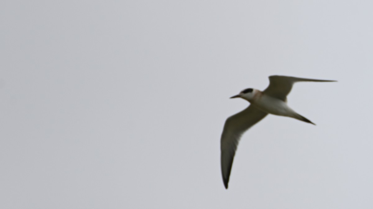 Forster's Tern - ML641338765