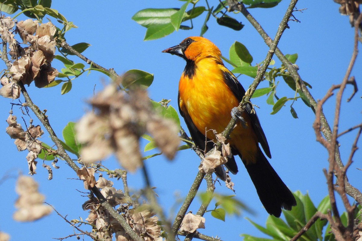 Altamira Oriole - ML641338785