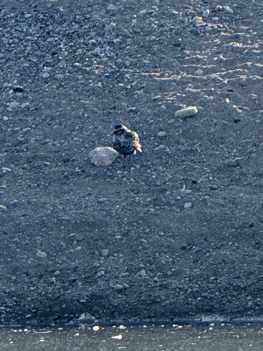 American Golden-Plover - ML641338807