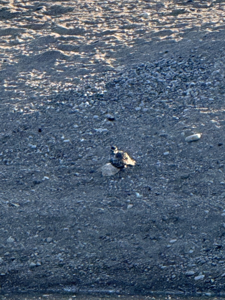 American Golden-Plover - ML641338809