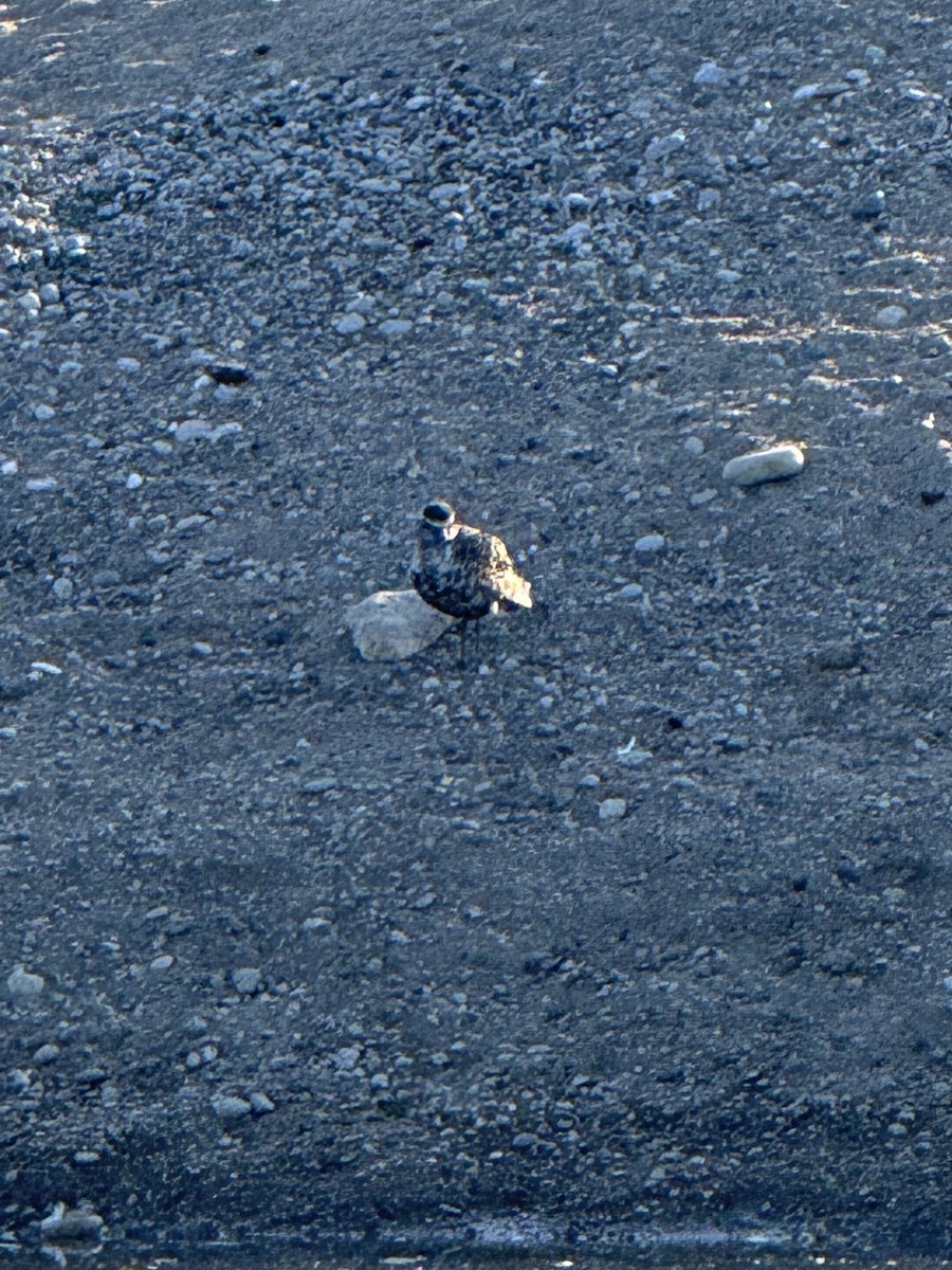 American Golden-Plover - ML641338849