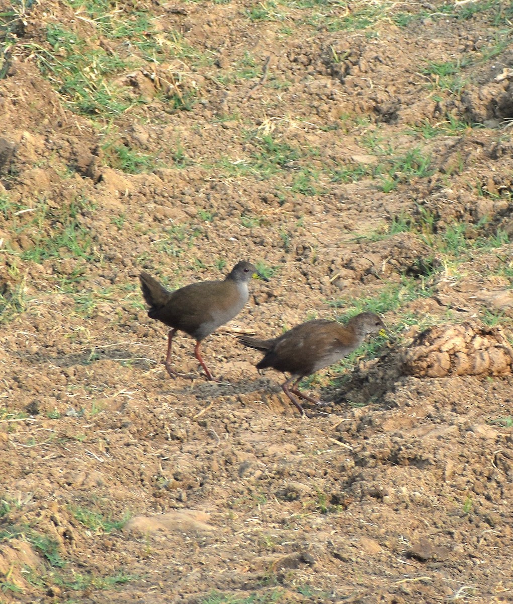 Brown Crake - ML641338902