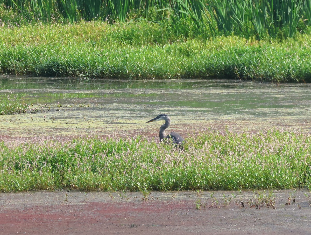 Great Blue Heron - ML641338944
