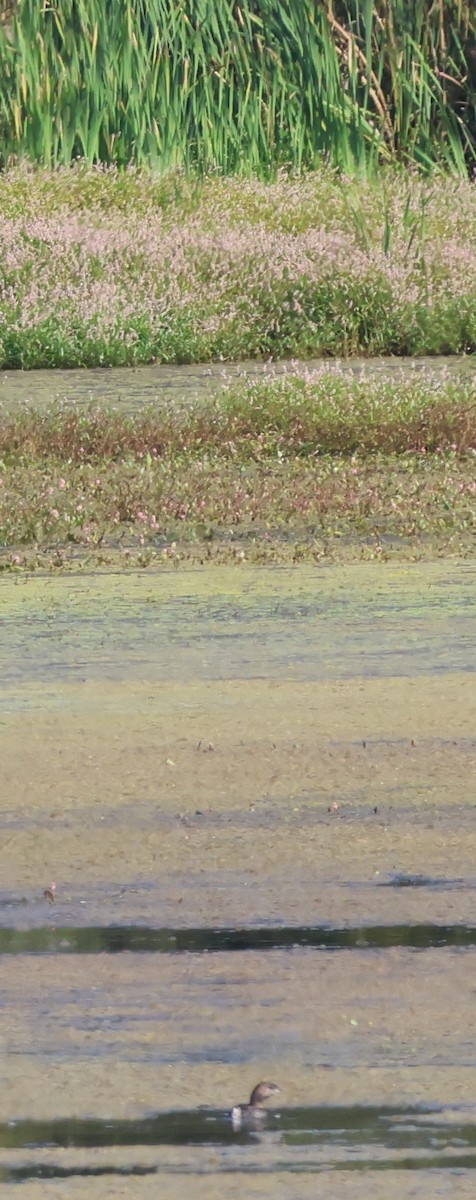 Pied-billed Grebe - ML641338959