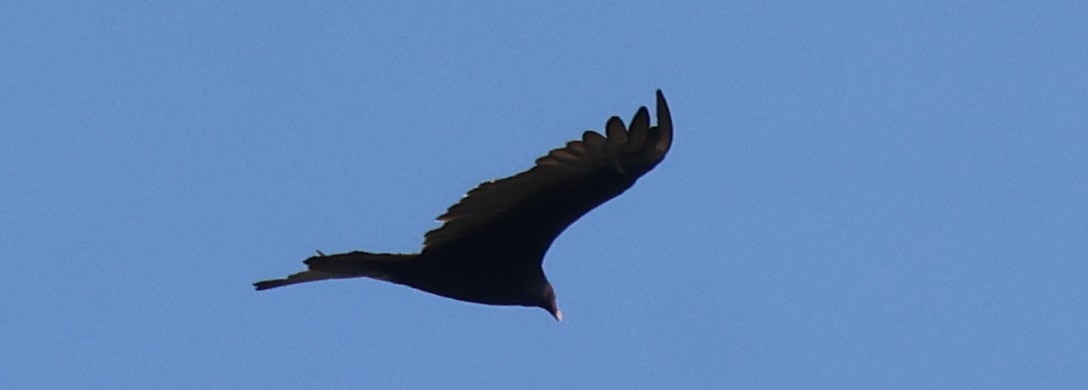 Turkey Vulture - ML641338972