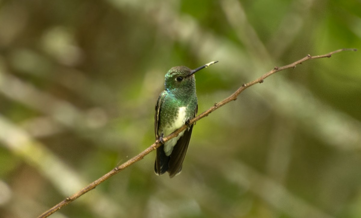 Glittering-throated Emerald - ML641338976