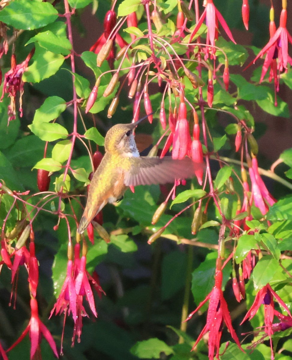 Rufous Hummingbird - ML641339023