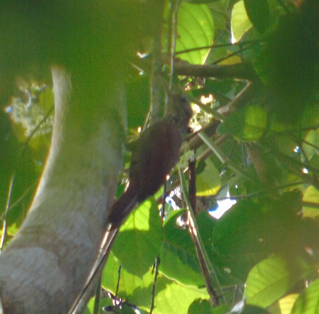 Straight-billed Woodcreeper - ML641339057