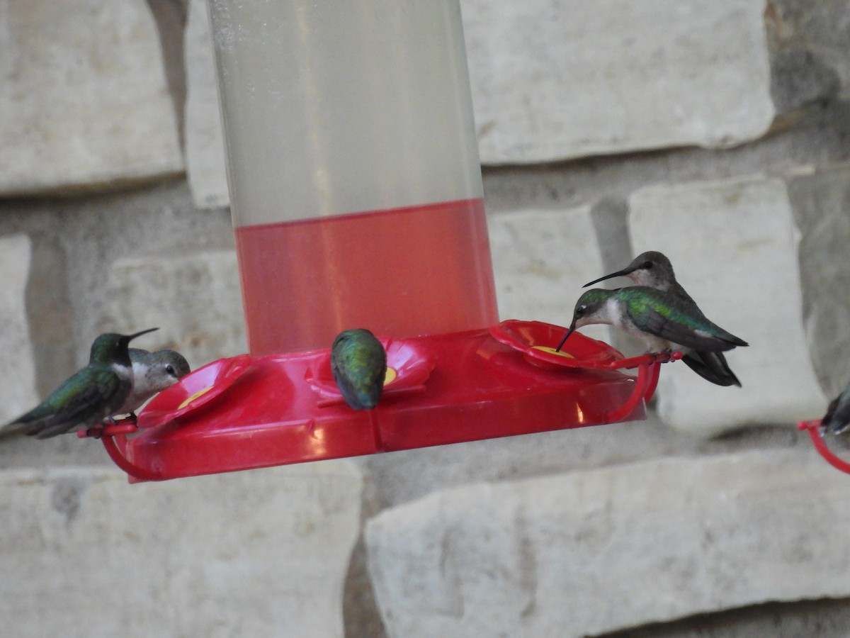 Ruby-throated Hummingbird - ML641339084