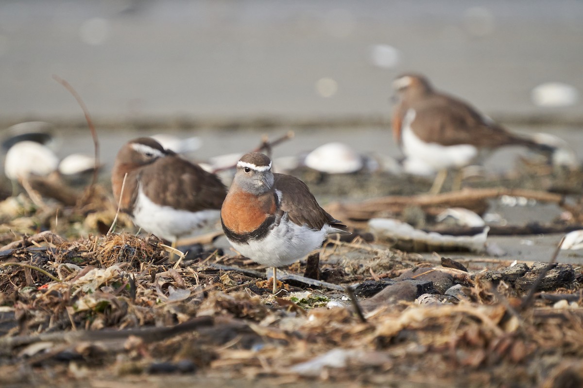 Rufous-chested Dotterel - ML641339107