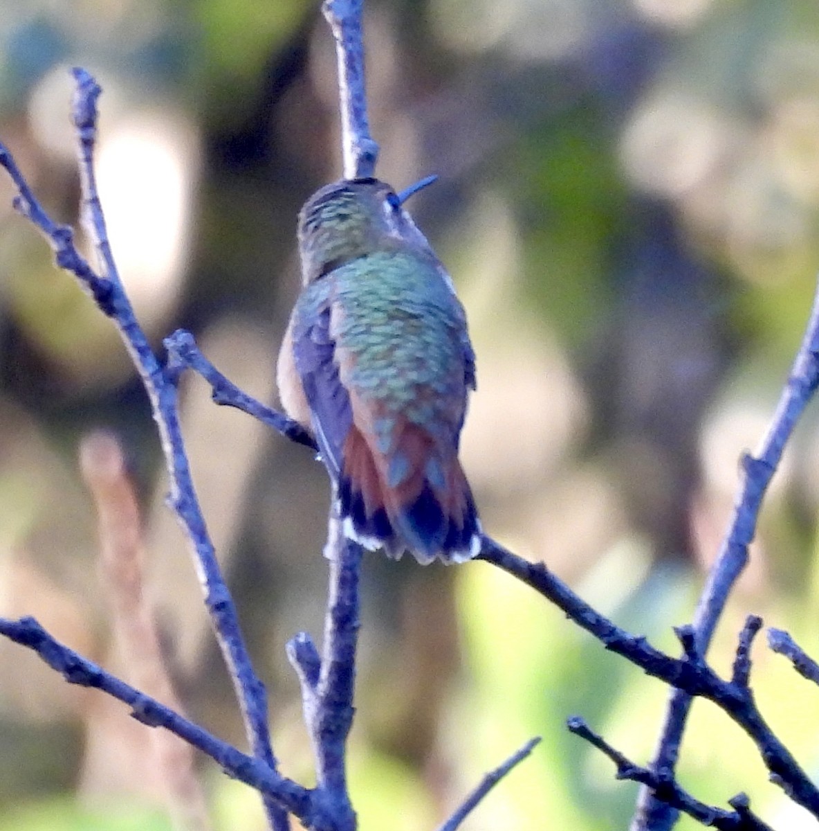 Rufous Hummingbird - ML641339109