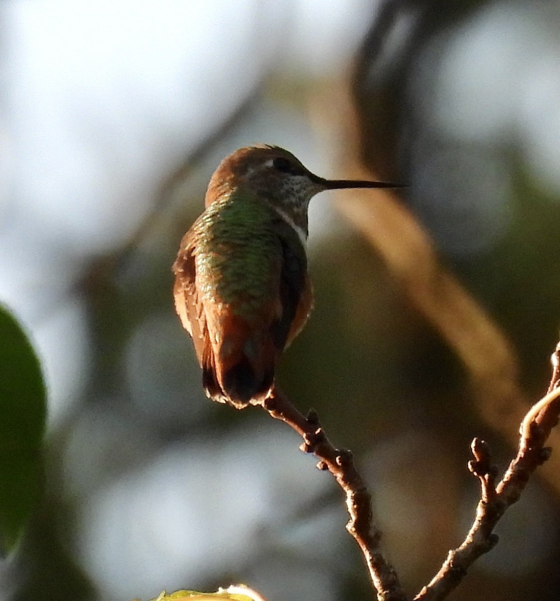 Rufous Hummingbird - ML641339110