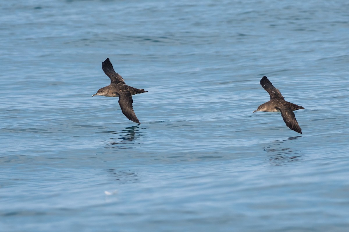 Balearic Shearwater - ML641339113
