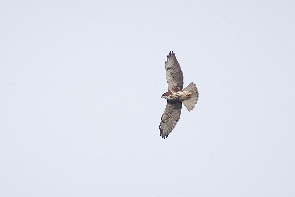 White-throated Hawk - ML641339115