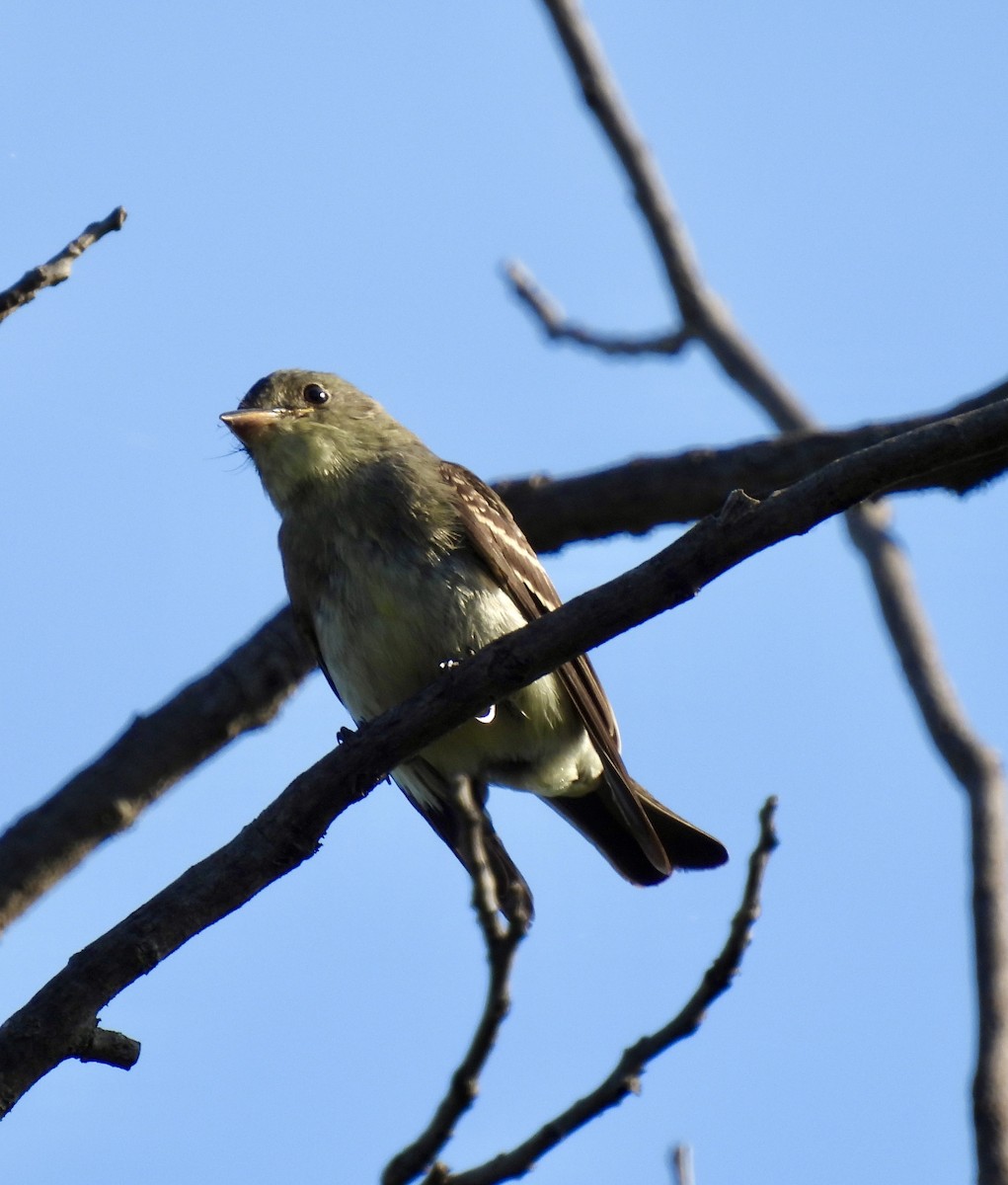 Eastern Wood-Pewee - ML641339116