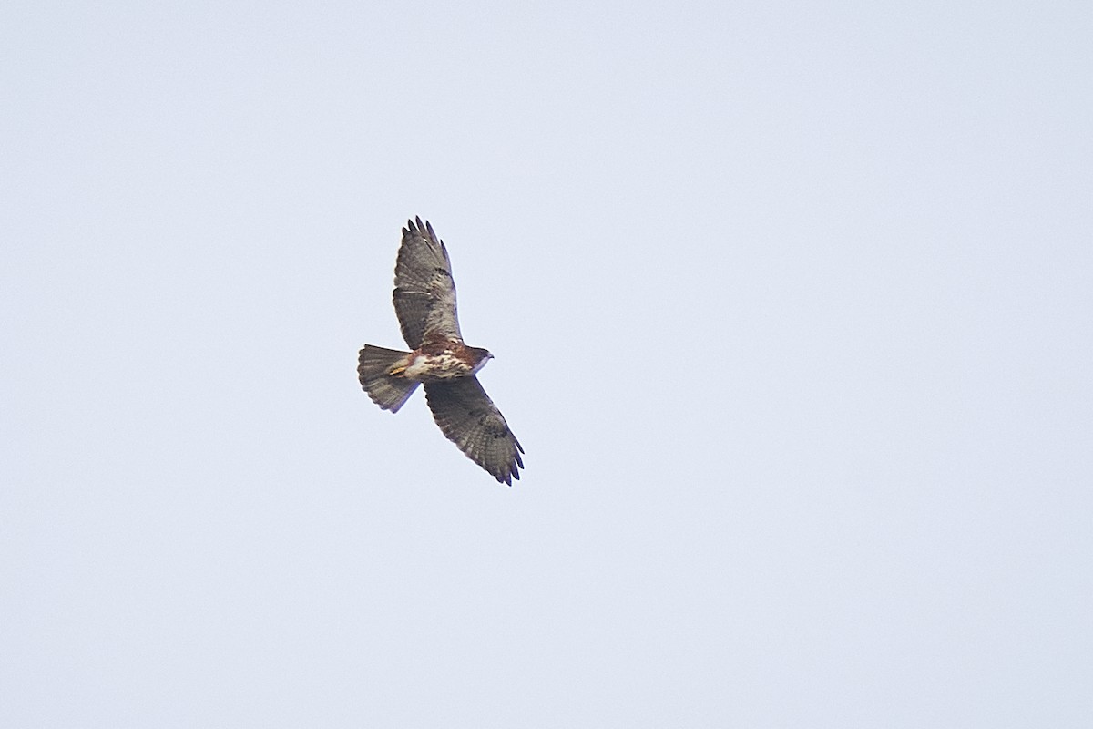 White-throated Hawk - ML641339118