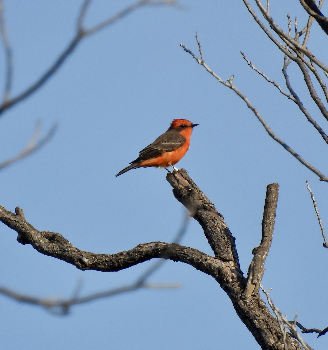 Vermilion Flycatcher - ML641339122