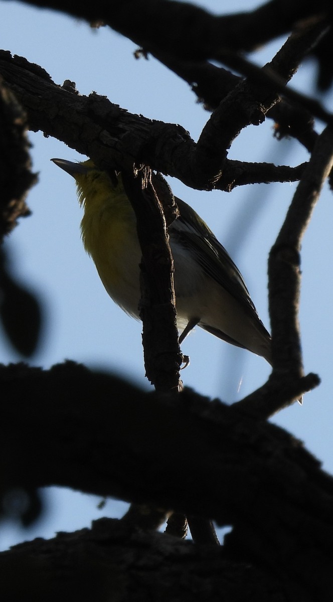 Yellow-throated Vireo - ML641339151