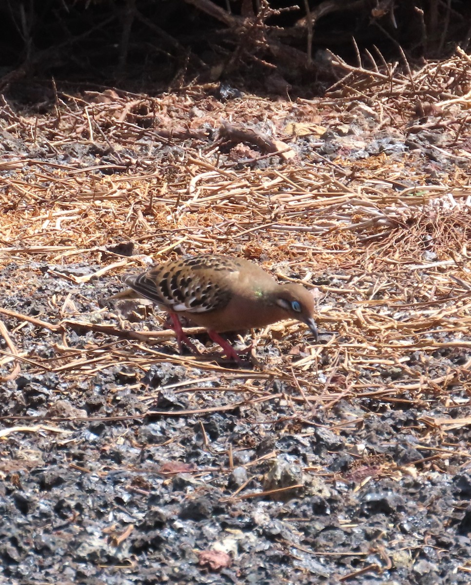 Galapagos Dove - ML641339169
