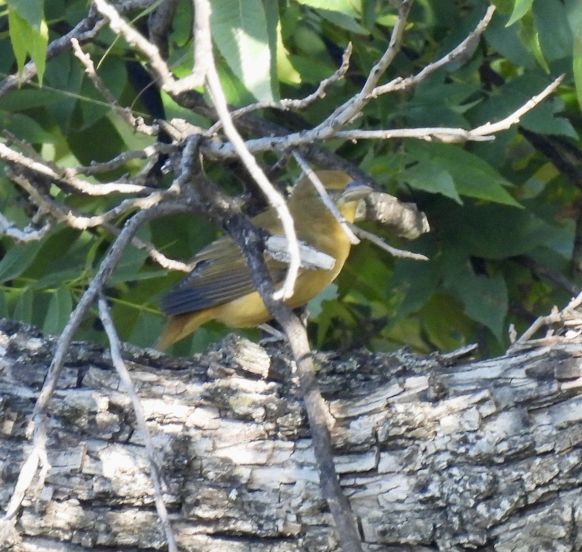 Summer Tanager - ML641339201