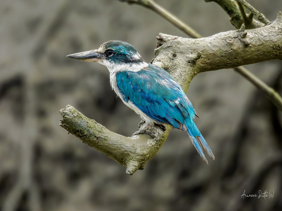 Collared Kingfisher - ML641339277