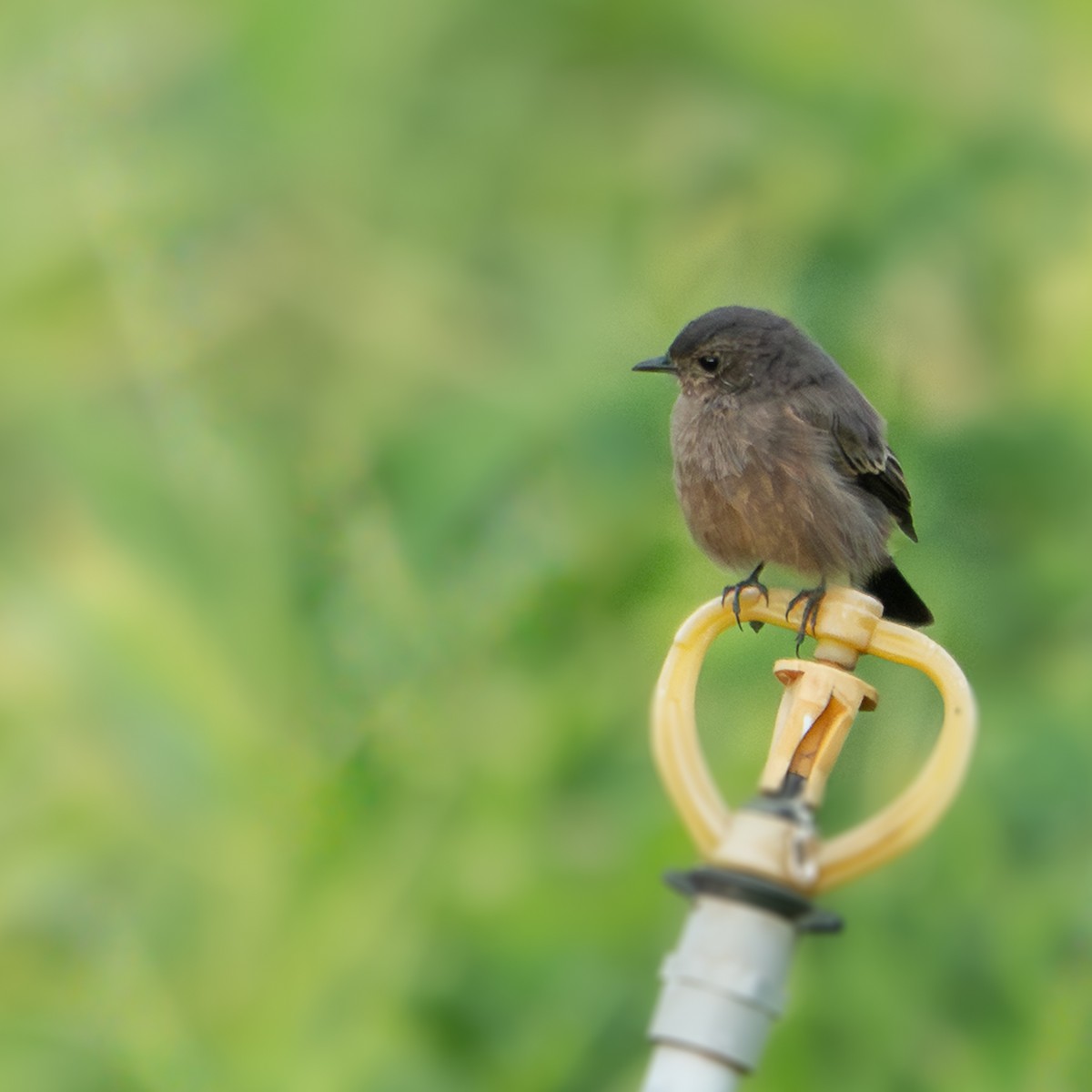 Pied Bushchat - ML641339318