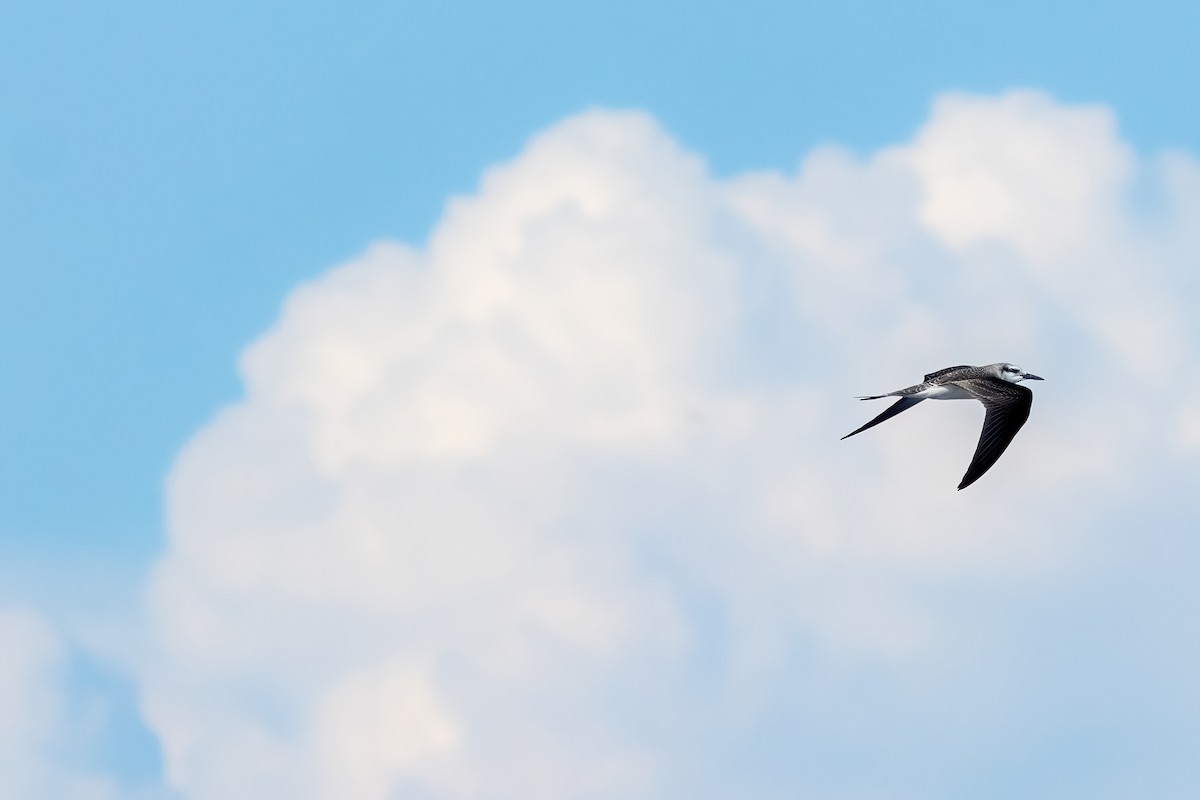 Bridled Tern - ML641339320