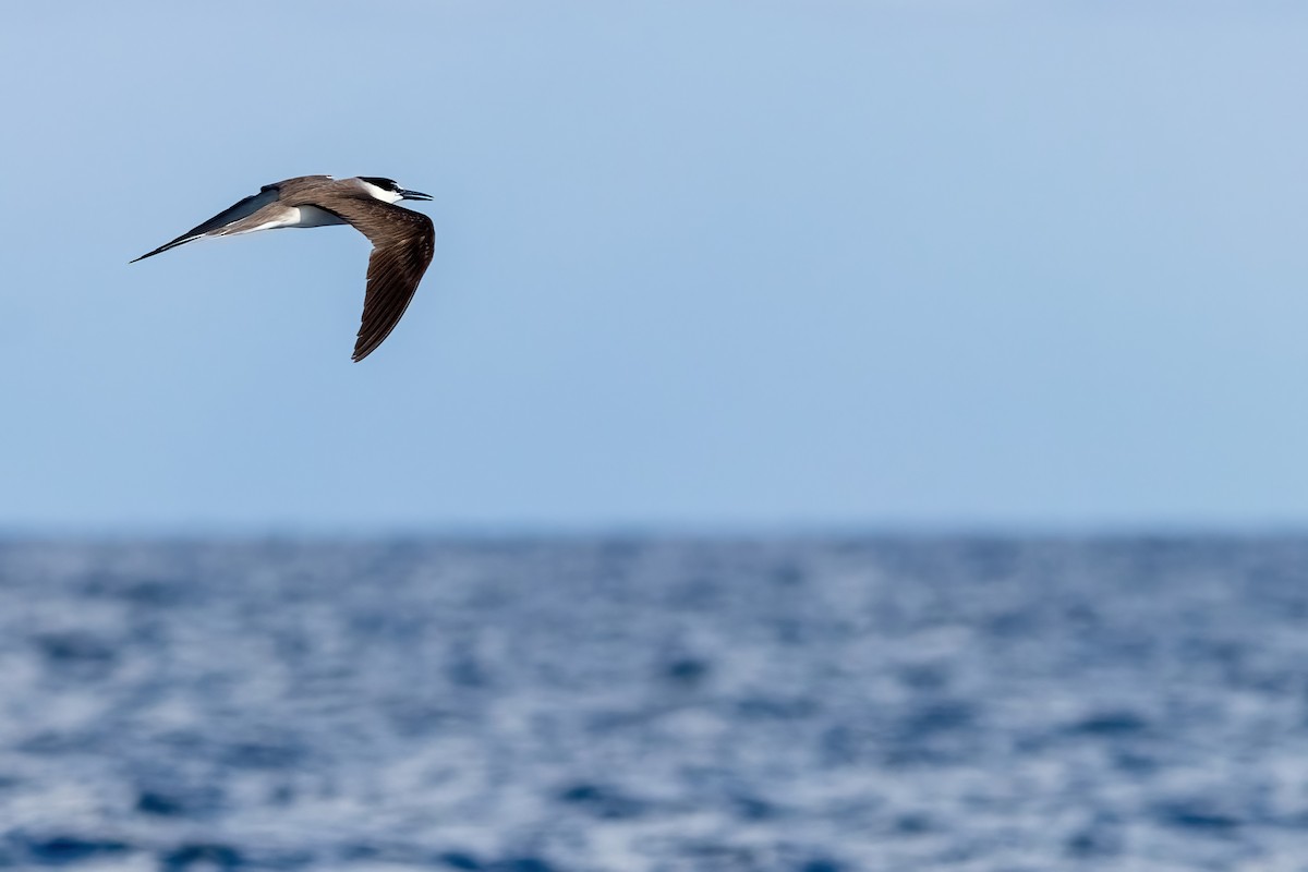 Bridled Tern - ML641339321