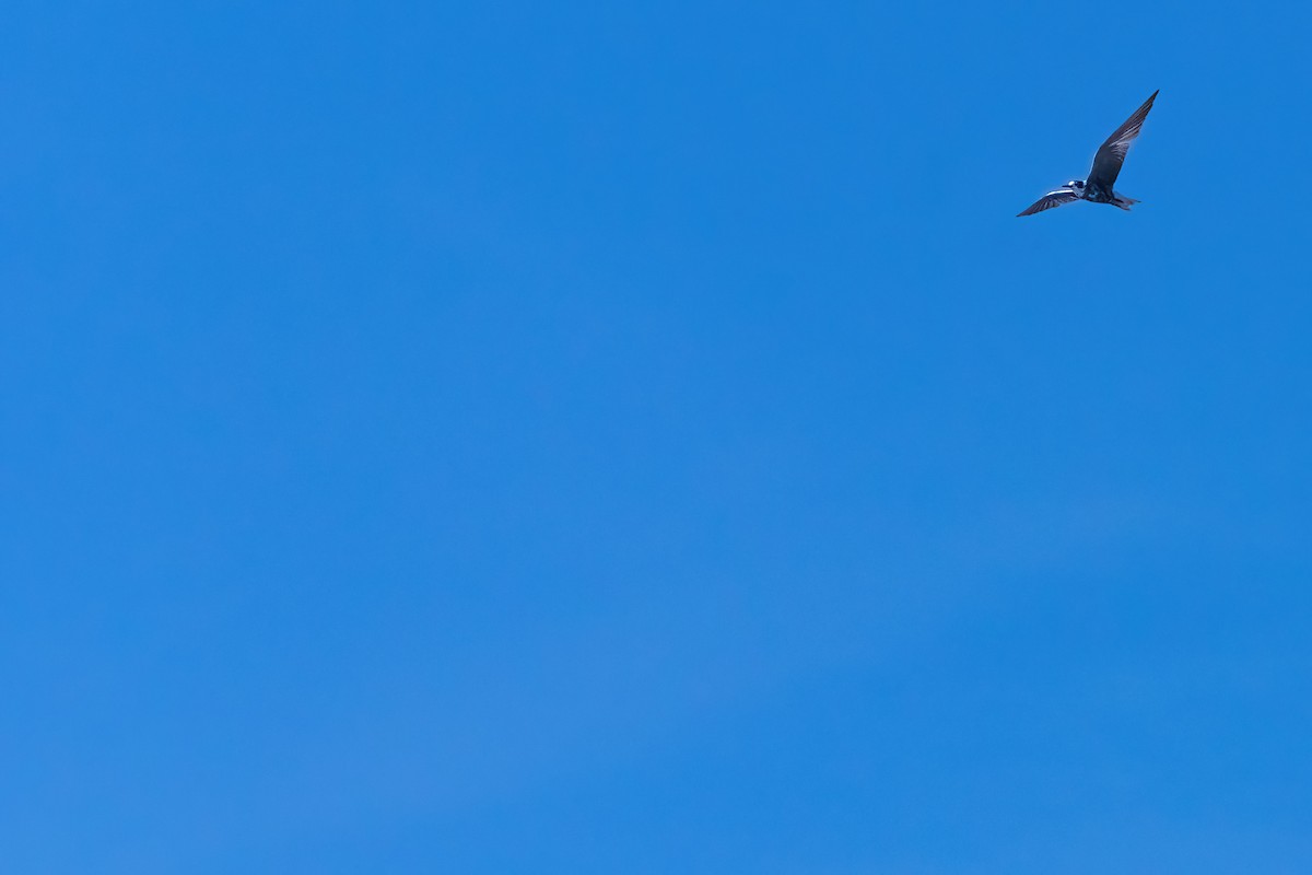 Black Tern (American) - ML641339326