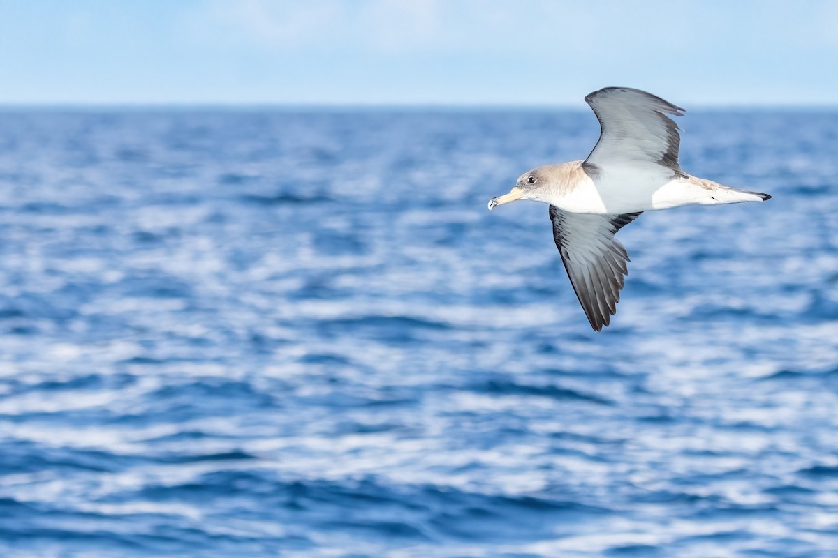 Scopoli's Shearwater - ML641339339