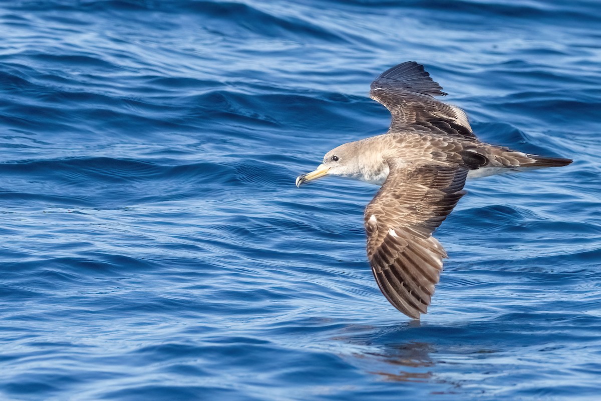 Scopoli's Shearwater - ML641339340