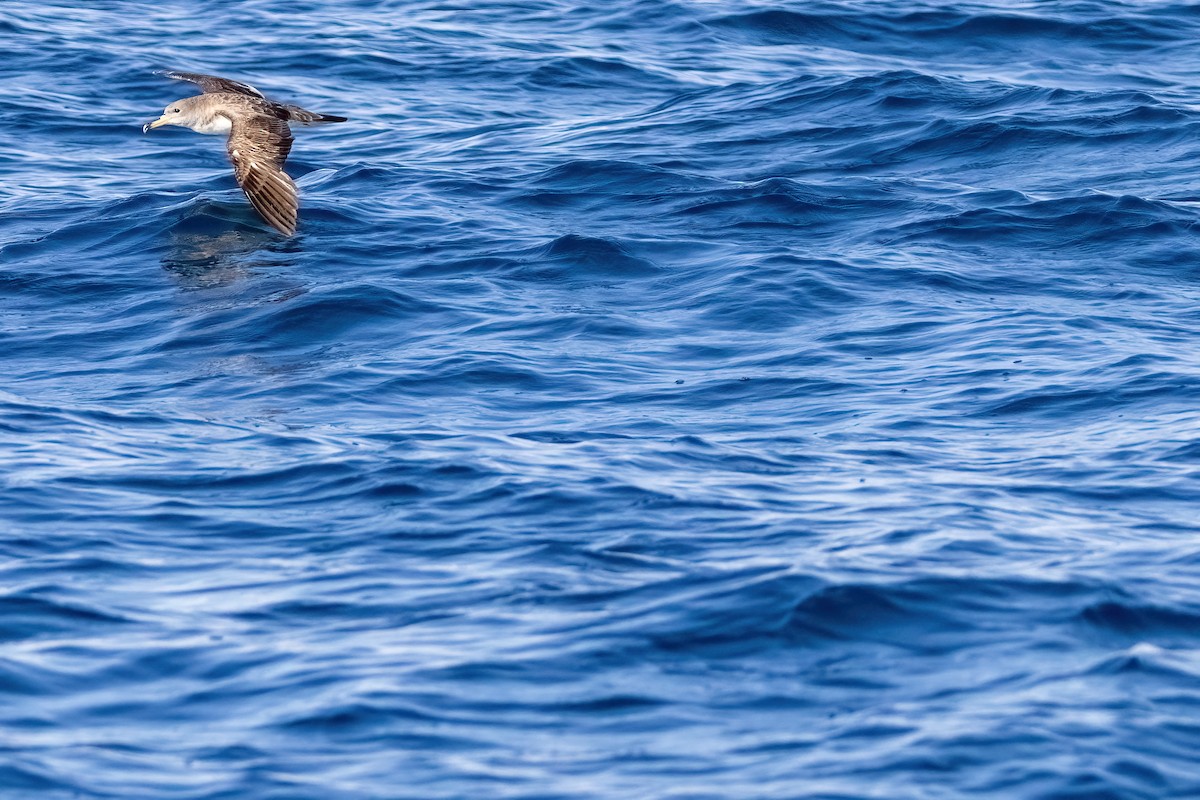 Scopoli's Shearwater - ML641339341