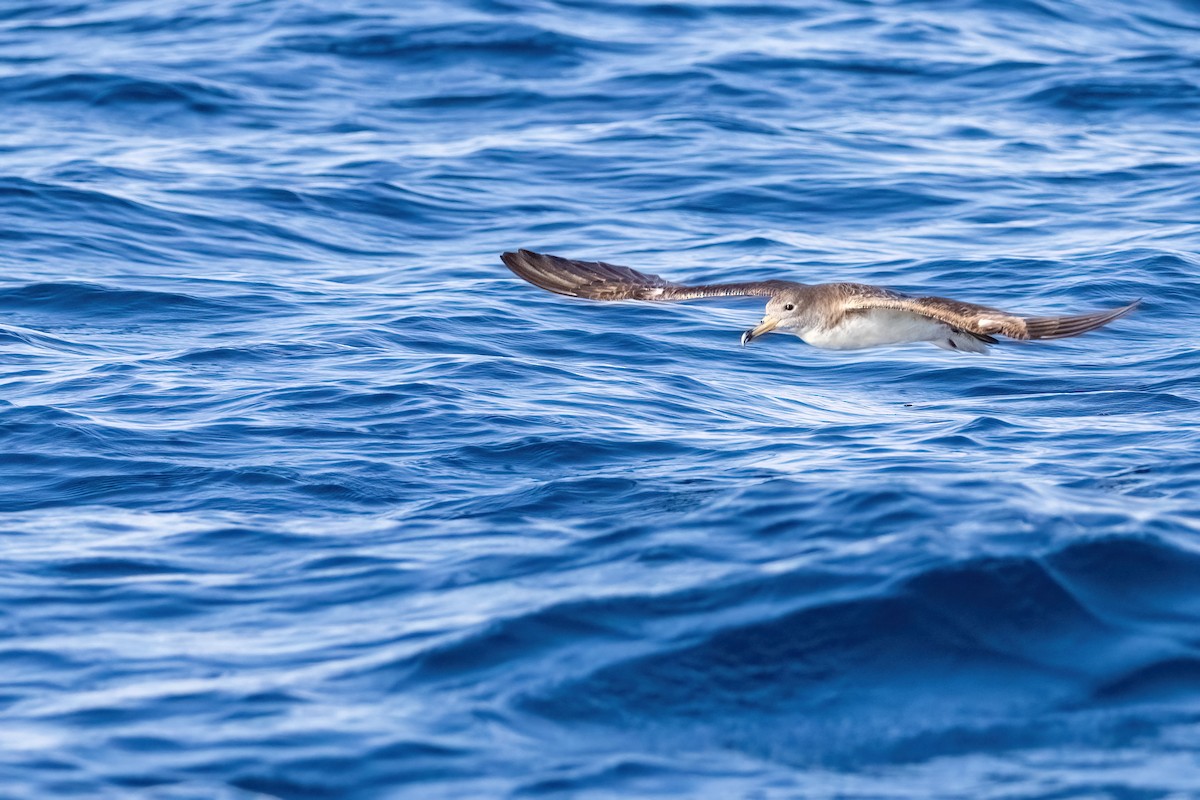 Scopoli's Shearwater - ML641339342