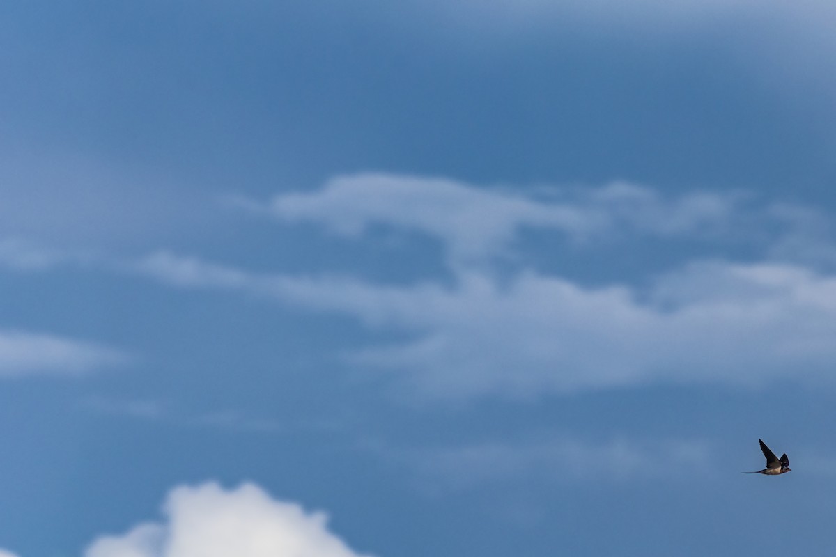 Barn Swallow (American) - ML641339345