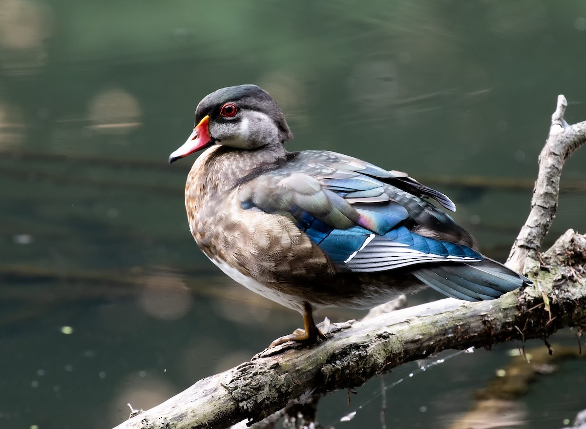 Wood Duck - ML641339367