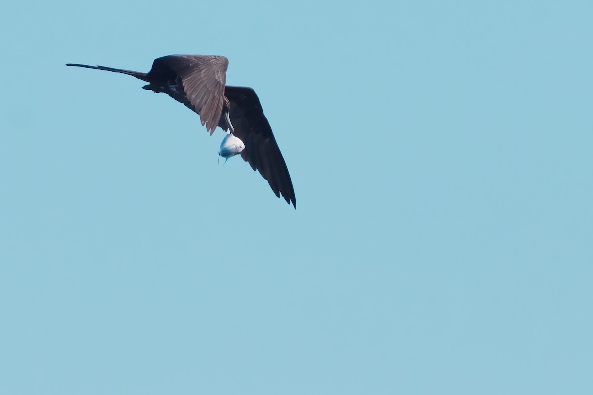Magnificent Frigatebird - ML641339372
