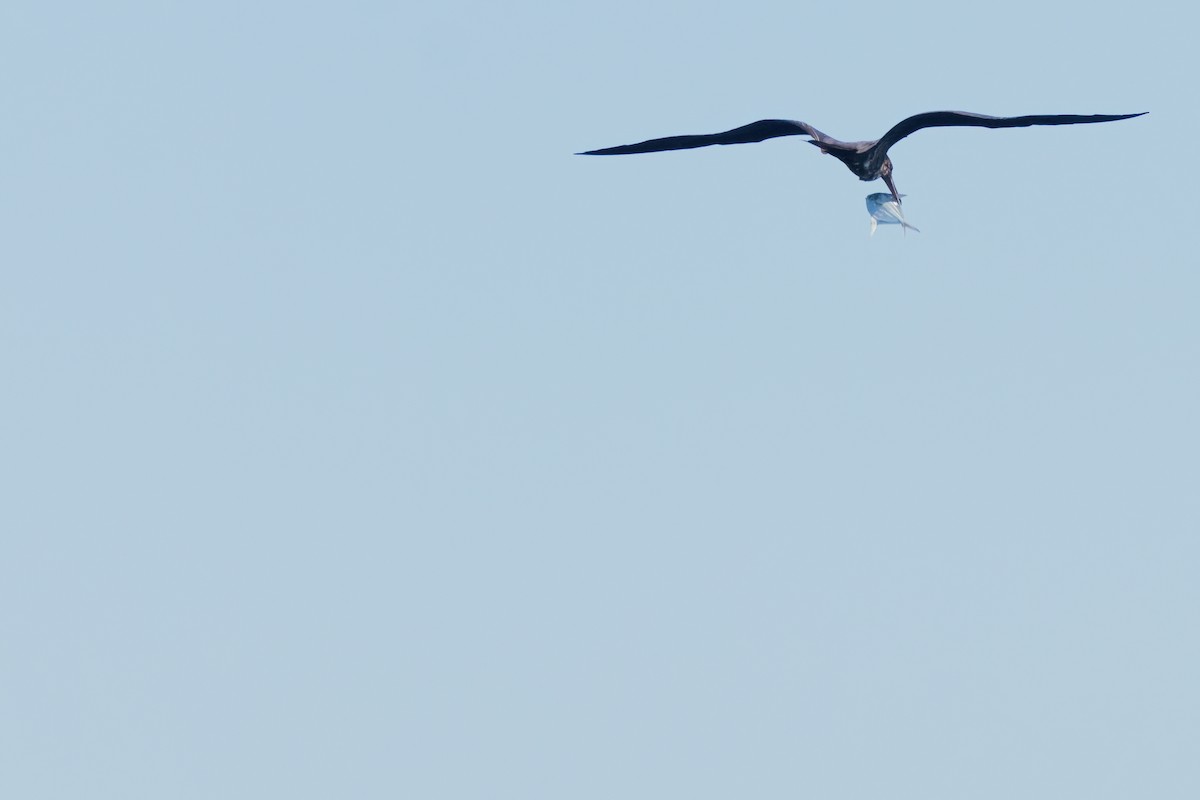 Magnificent Frigatebird - ML641339373